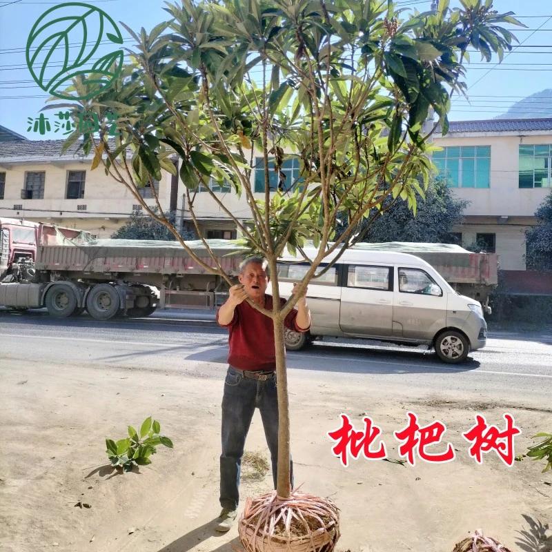 枇杷树苗果树果苗特大盆栽植物南方种植庭院