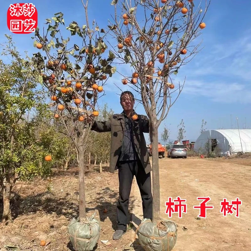 柿子树大树庭院别墅绿化果树南北方种植景观树甜脆果树