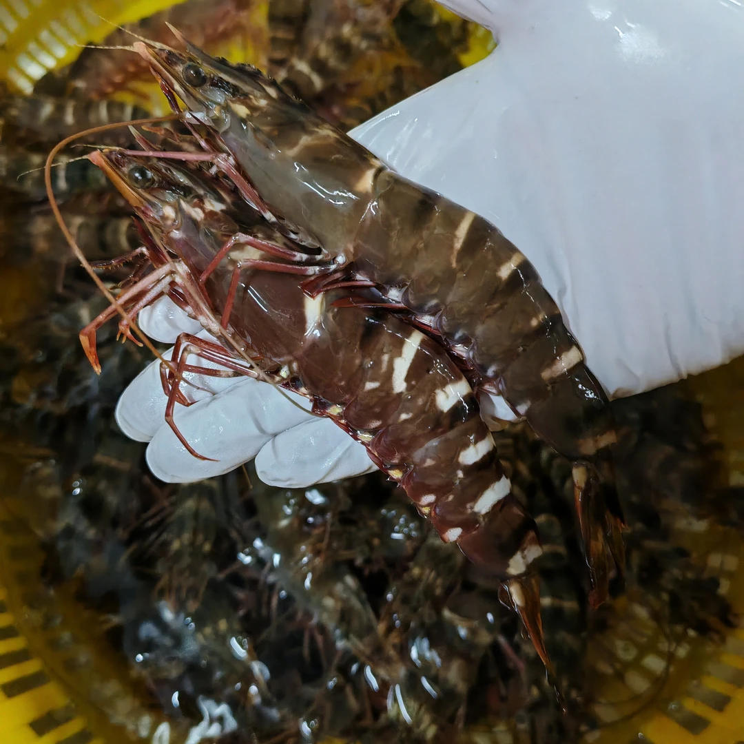 东平本港 野生黑虎虾 鲜活海虾