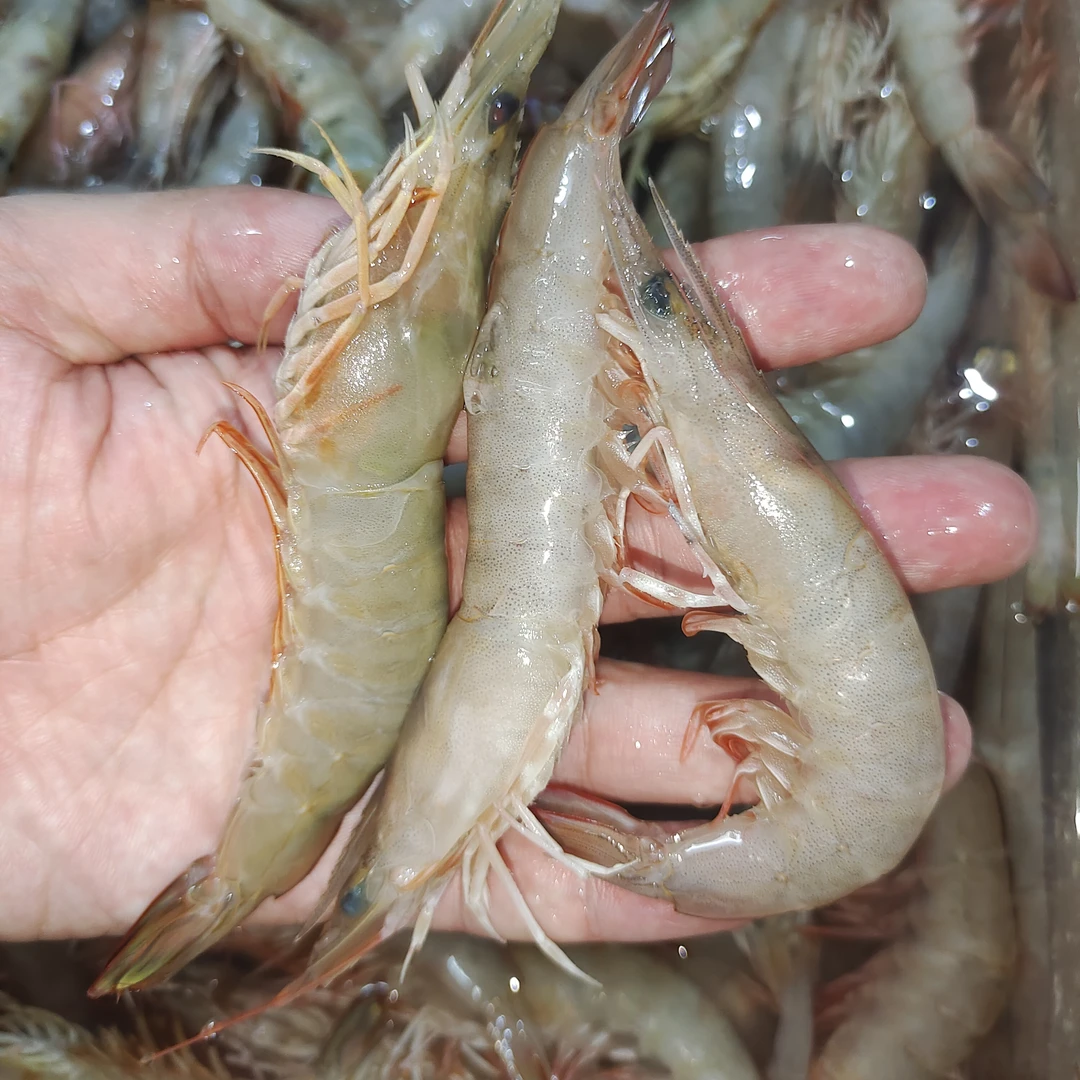 阳江东平港船捕拖网麻中虾沙卢虾