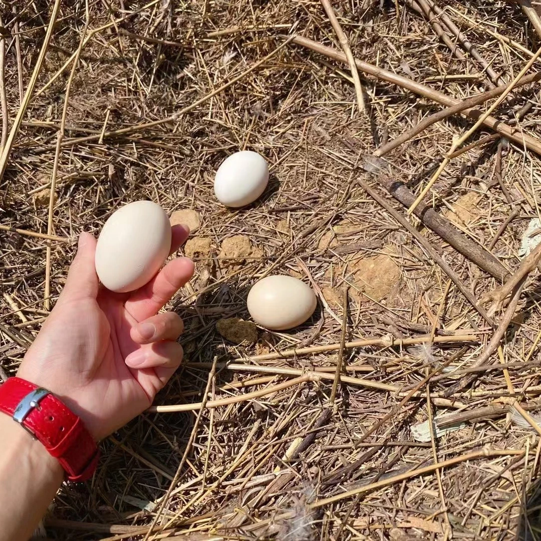 农村放养土鸡蛋 50 枚装