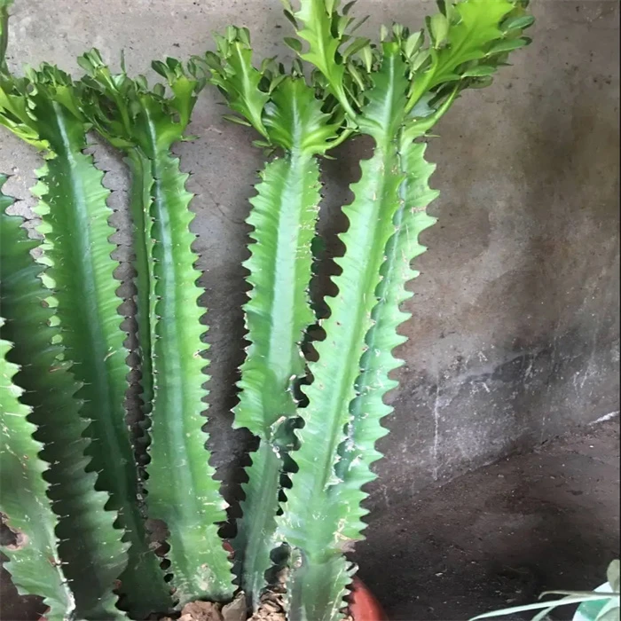 龙骨盆栽 巴西龙骨 多头巴西龙骨 花卉四季好养 耐干旱 多肉花卉