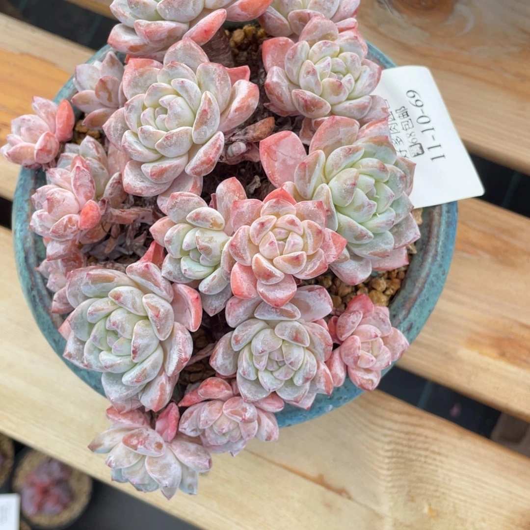 11-10-69石榴籽多肉