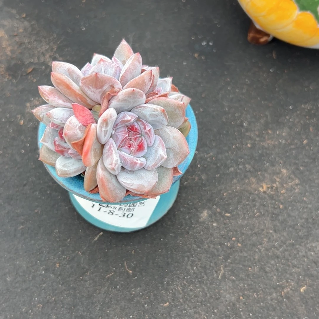 11-8-30石榴籽多肉