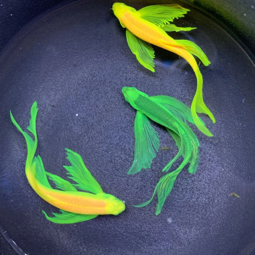 蝶翼斑马鱼观赏鱼翡翠绿小型热带鱼新手鱼龙凤蝶翼暗夜绿活体养殖