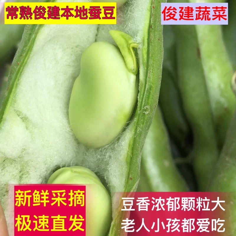 常熟本地蚕豆 俊建现摘带壳蚕豆蔬菜新鲜农家自种罗汉豆兰花胡豆