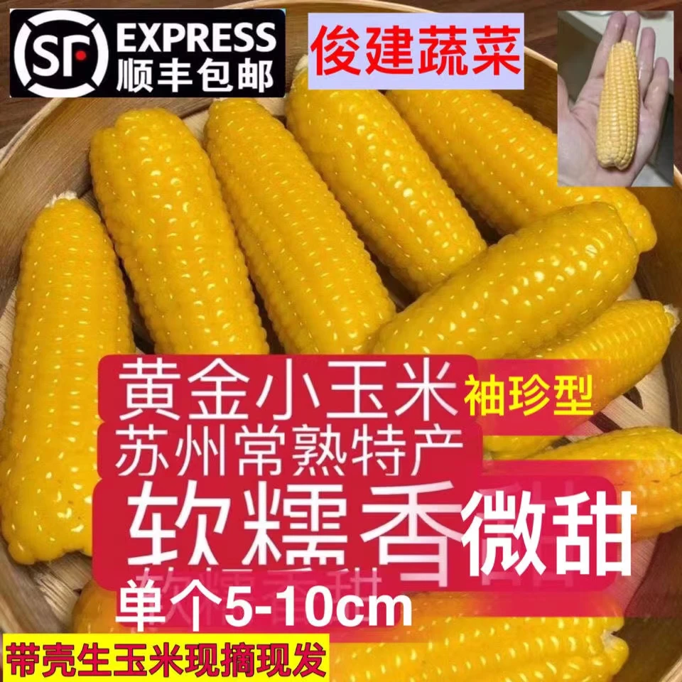 常熟董浜黄金小玉米常熟产新鲜农家带壳网红早餐软糯香微甜1斤起