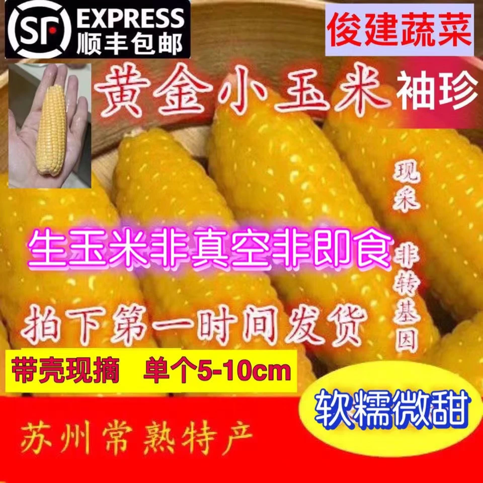 顺丰包邮  黄金小玉米常熟特产 糯玉米软糯香微甜老少都喜欢3斤起