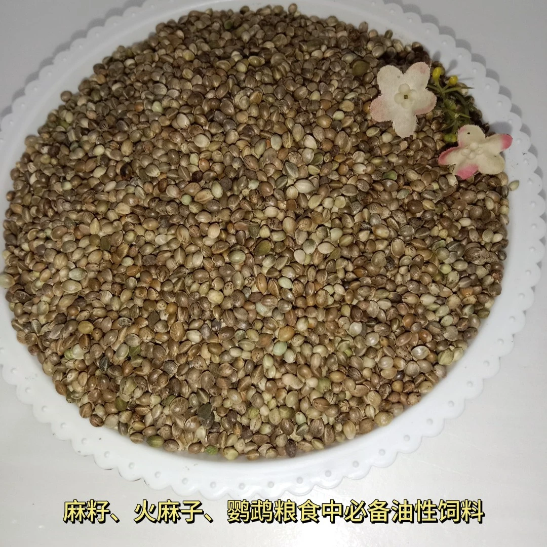 中粒麻籽火麻子鹦鹉粮食中必备油性饲料