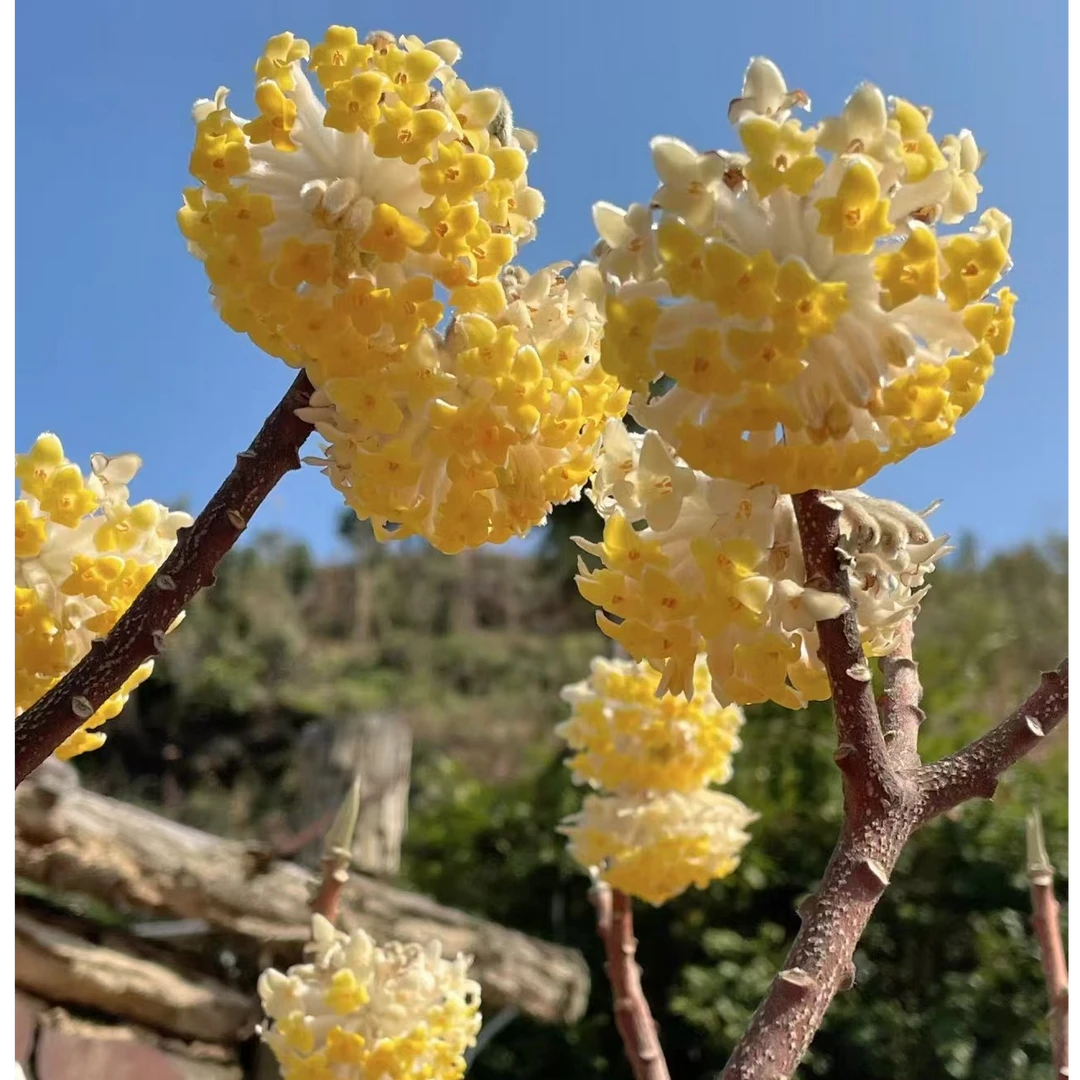 结香花树苗盆栽盆景室内外阳台庭院耐寒花卉植物园林绿化四季花苗