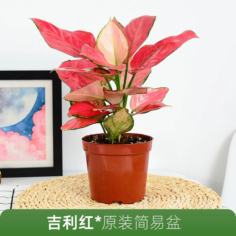 如意吉利红万年红水培植物室内水养办公室花卉盆景打野水培苗好养
