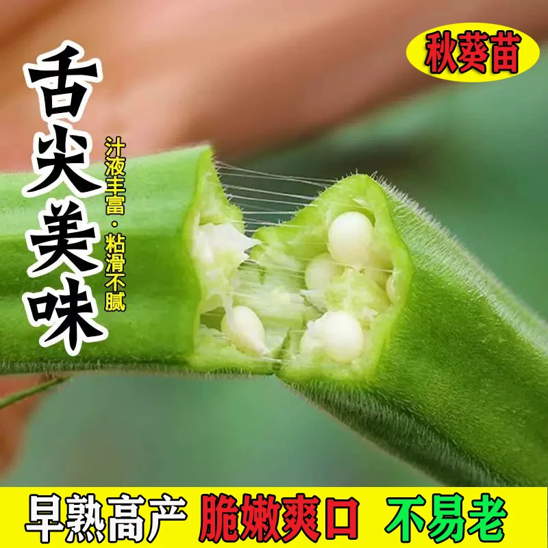超嫩不易老水果秋葵秧苗四季盆栽阳台红黄绿秋葵种籽蔬菜苗