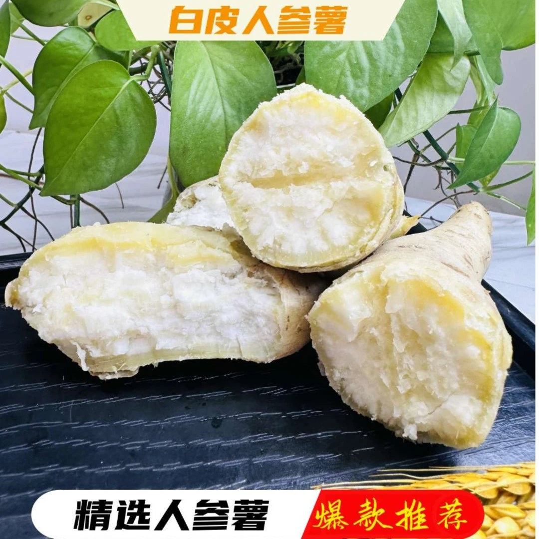 高州种植白皮牛奶人参薯香甜可口香甜番薯