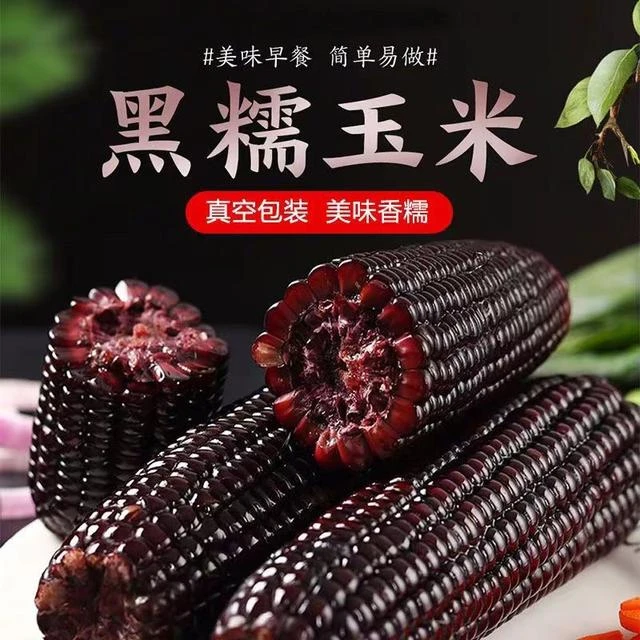 东北黑糯玉米8根+2根试吃共10根香甜软糯真空包装整箱发货粘玉米