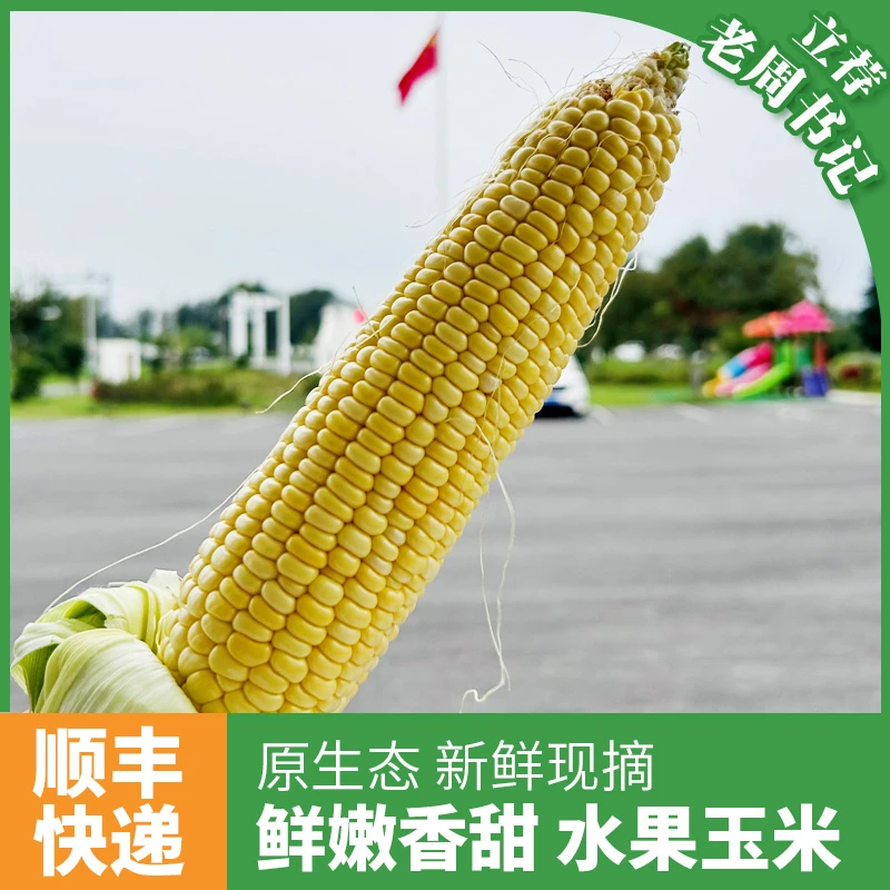 涟水周集 水果玉米新鲜装甜嫩玉米低脂速食粗粮代餐主食