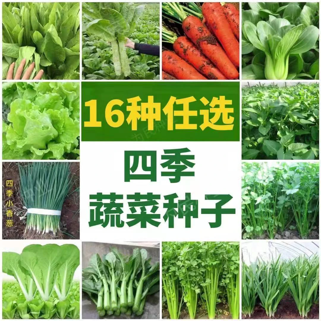 16种蔬菜种子大全四季阳台盆栽田园春秋冬季新鲜蔬菜种籽春季