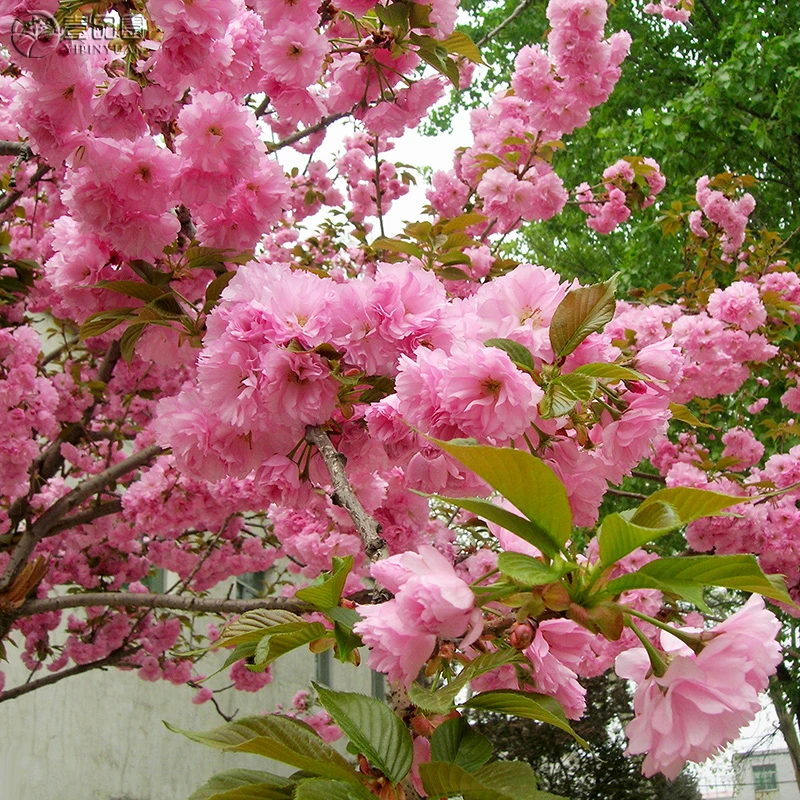 樱花树苗南方北方庭院地栽盆栽花园林绿化庭院别墅种植风景树