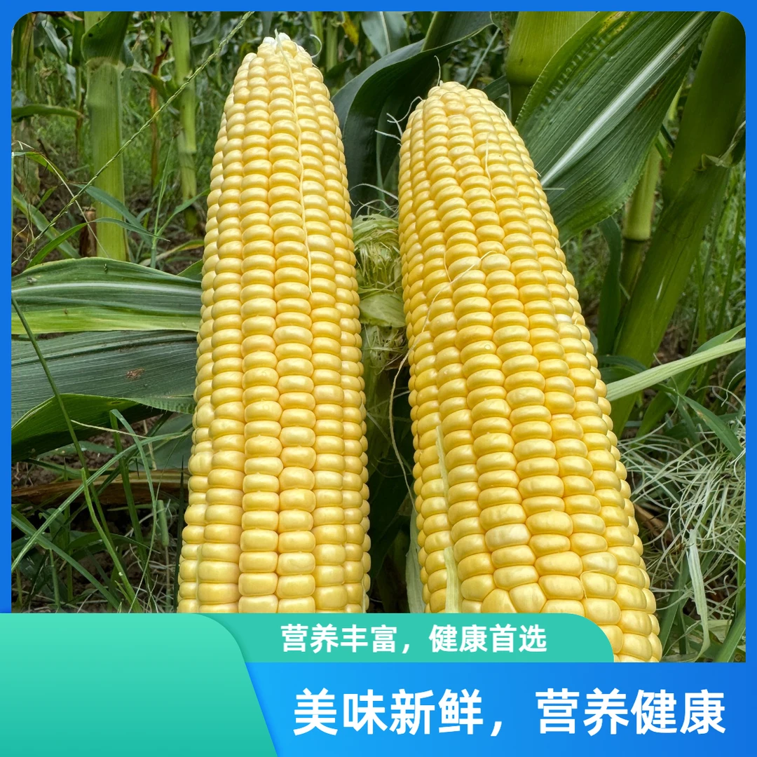 古台村生态种植白糯玉米