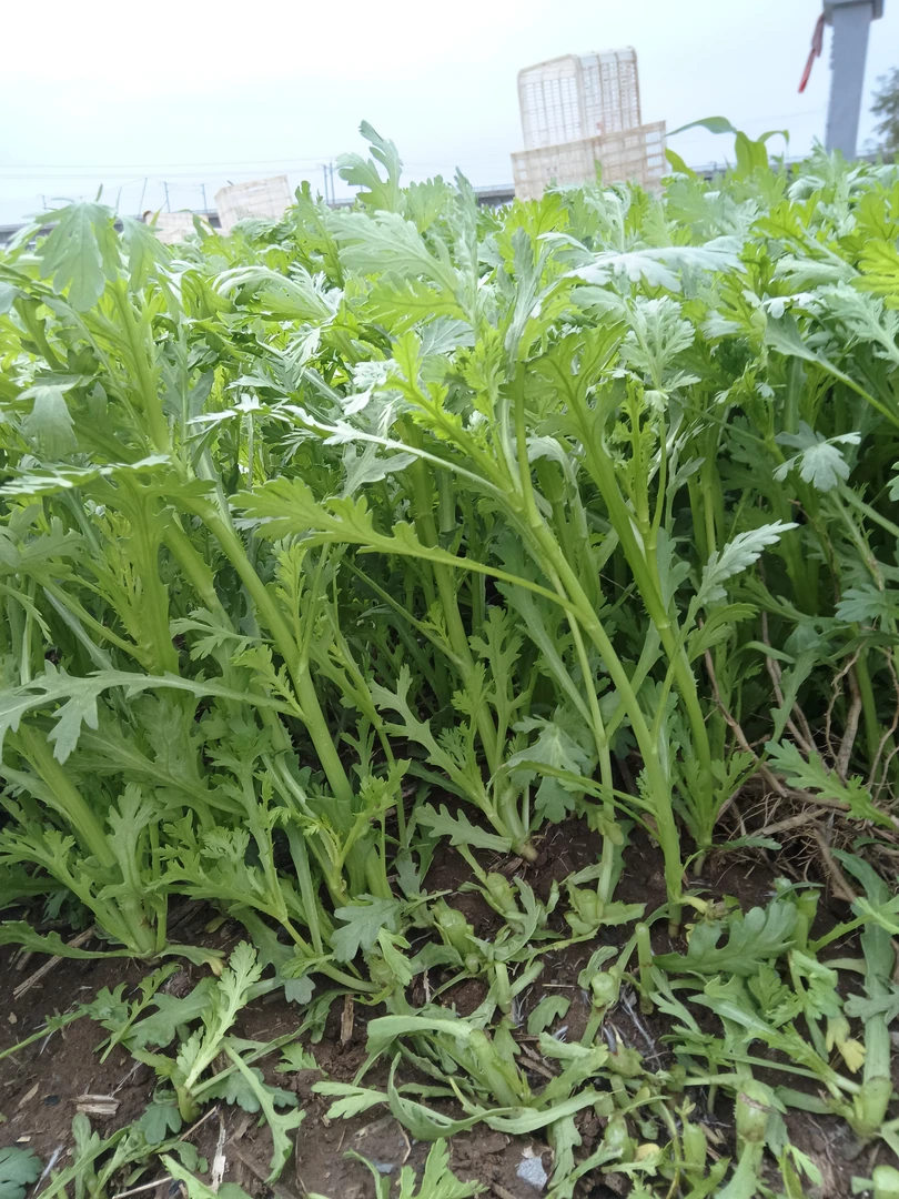 新鲜茼蒿青菜大小茼蒿农家本地大小叶高杆菜逢蒿菜时令蔬菜烫火锅