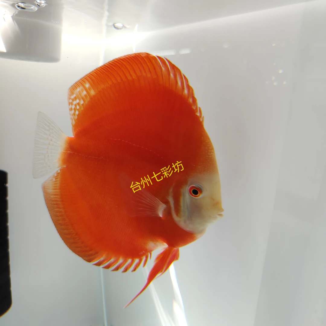 七彩神仙鱼马来西亚红金苗子大雏种鱼热带观赏鱼