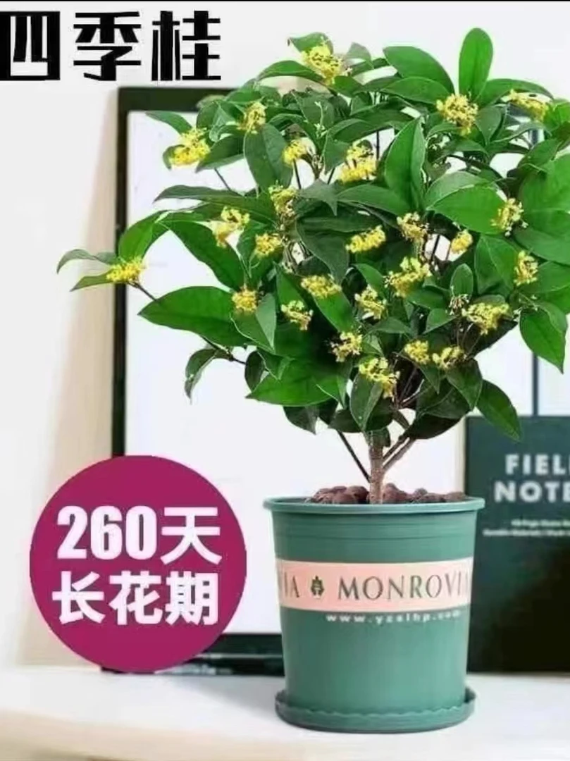 精品四季月桂4年苗含盆高度约40~50一物一拍实物为准