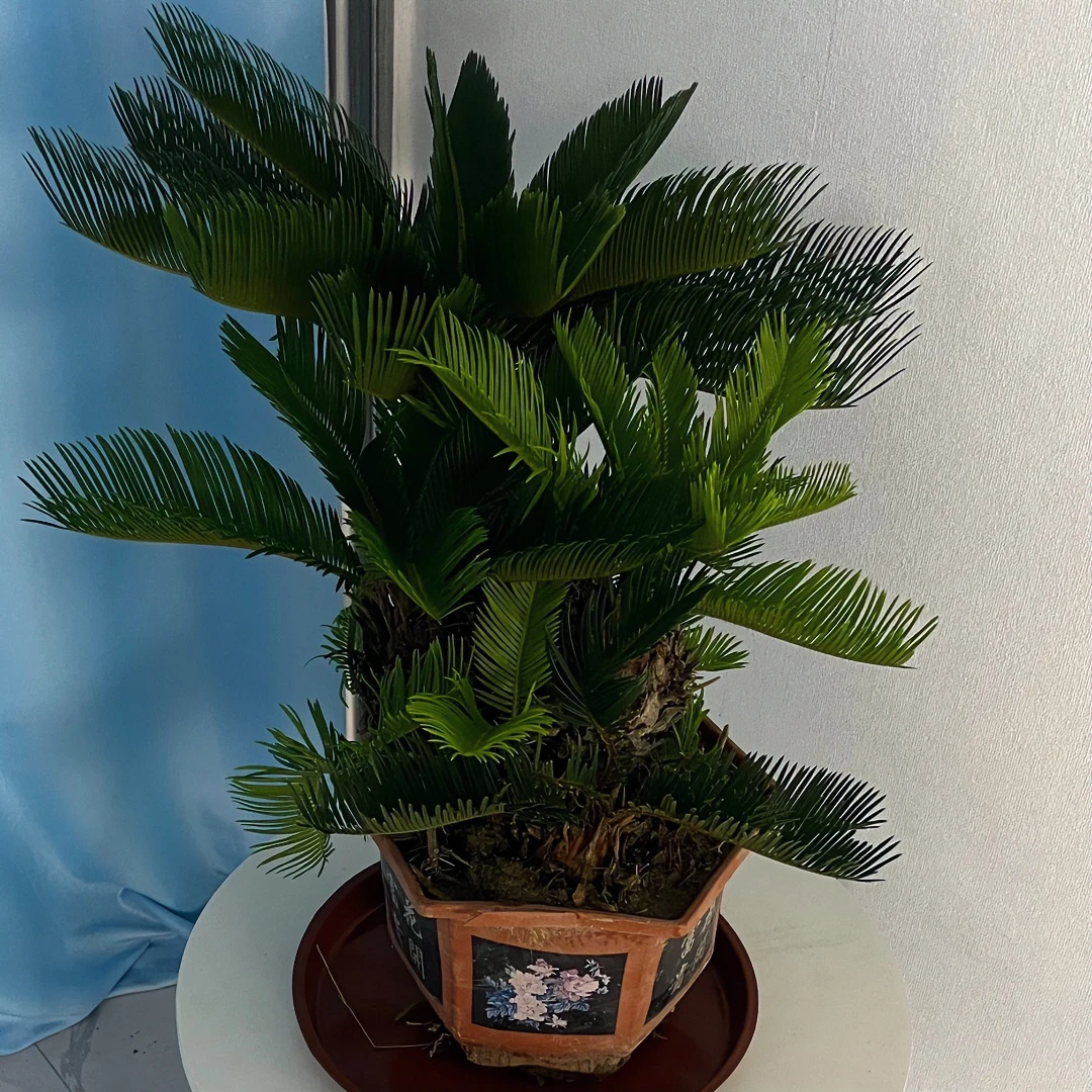 自然养护多头铁树，羊角形状，铁树适合室内外绿植耐旱耐寒铁树