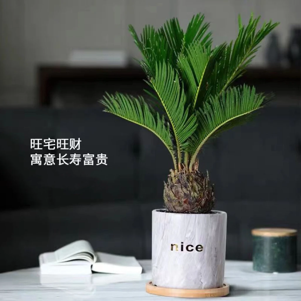 铁树绿植】盆栽室内外客厅桌面盆景绿植夏季养护清新发货造型