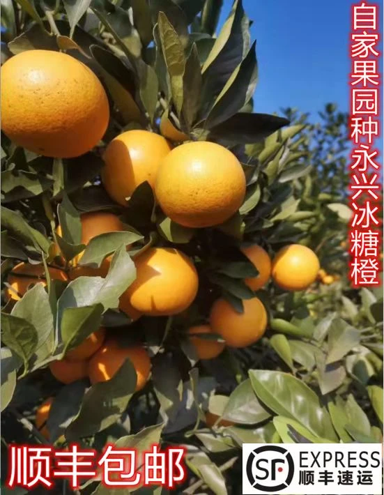 湖南永兴自家种植冰糖橙，果园现摘现发#永兴冰糖橙#净重发货