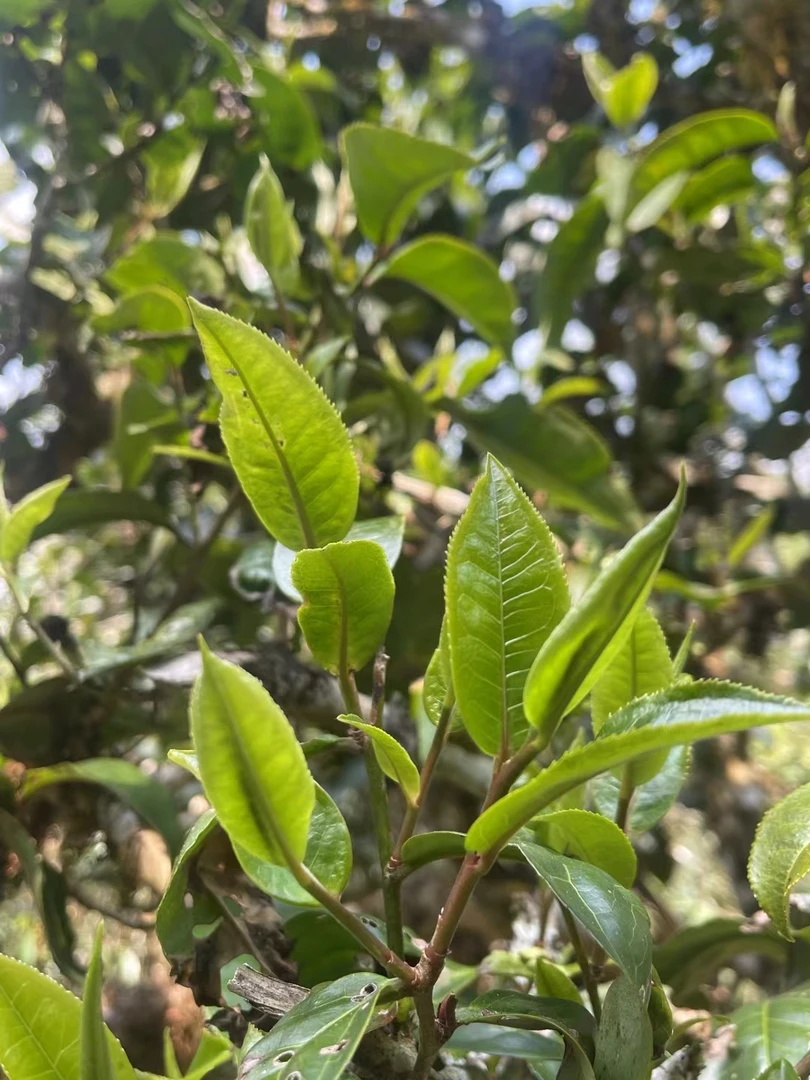 勐海班章村委会 老曼峨2020年（书记接待茶）普洱生茶散100克/份