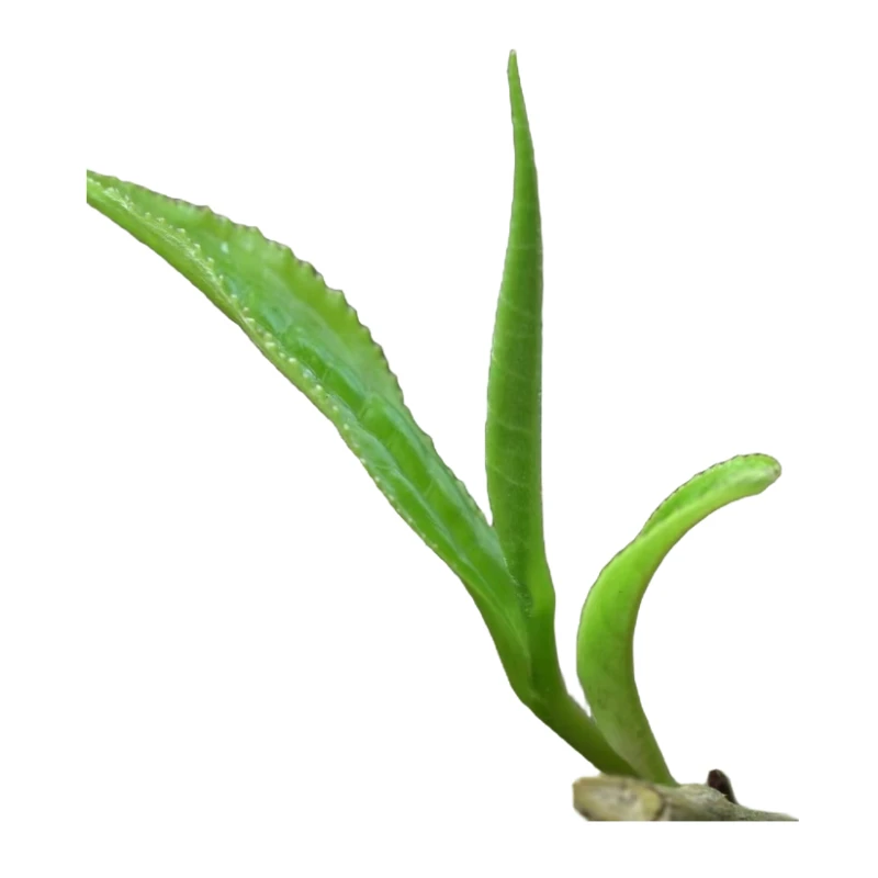 2025老曼峨古树母树头春头采普洱茶生茶散茶袋装 100克/袋