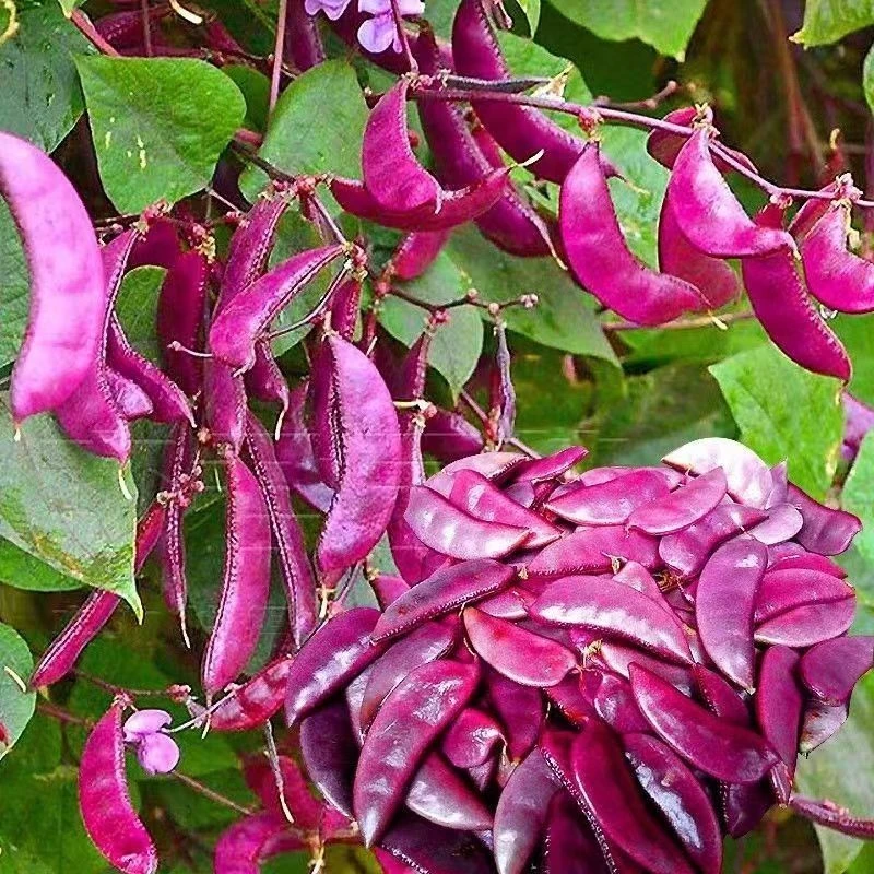 紫扁豆种子紫眉豆紫红色早熟豆种冬季春秋芸四季豆籽盆栽蔬菜种孑