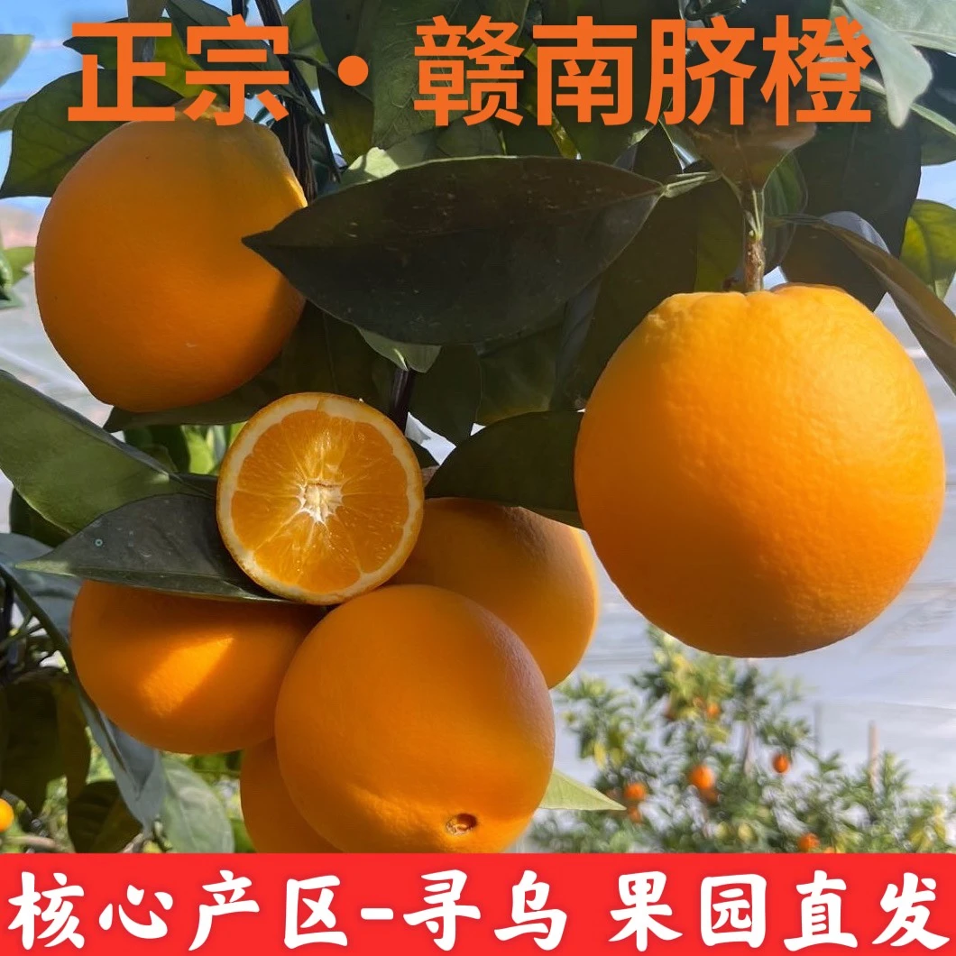正宗赣南脐橙新鲜现摘橙子应季水果手剥橙爆汁橙子5斤/10斤装