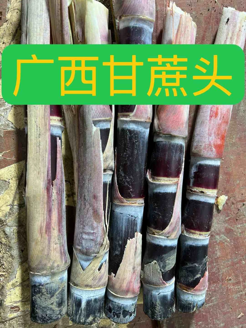 （甘蔗头）广西黑皮水果甘蔗尾带叶网红盆景适合南方北方