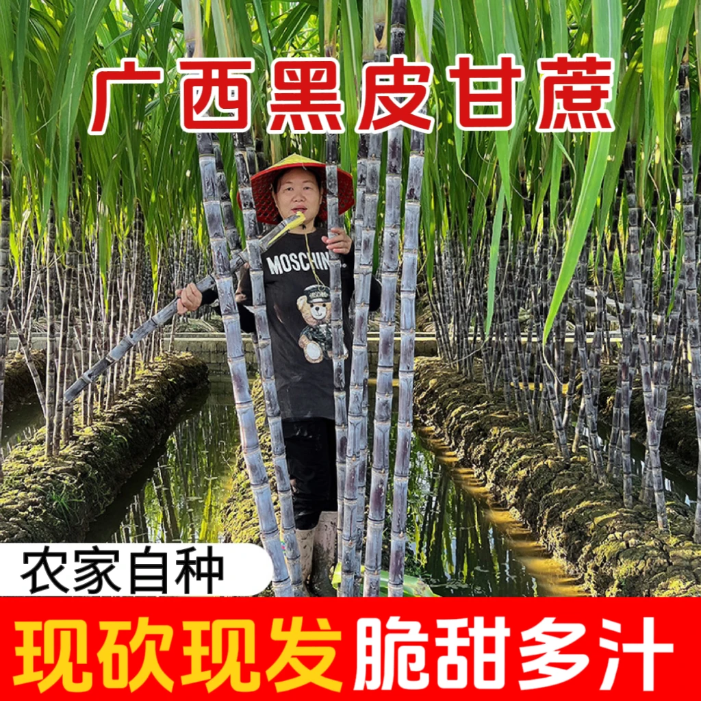 小条甘蔗（儿童甘蔗）广西黑皮水果甘蔗现砍现发新鲜脆甜多汁/9斤