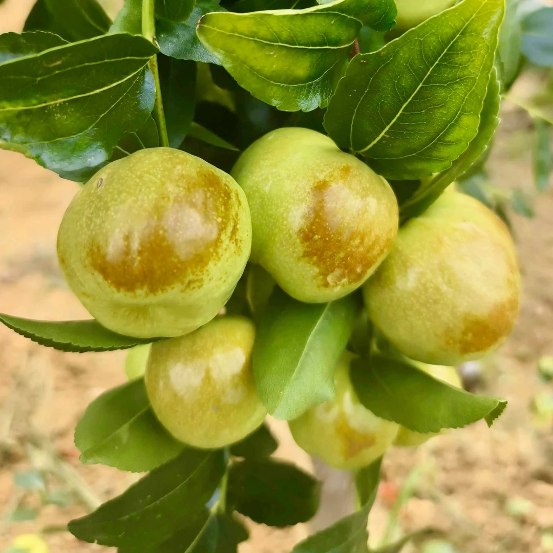 【EMS空运】云南新鲜蟠枣2斤-3斤枣子脆枣皮薄肉厚鲜枣！夏日美食