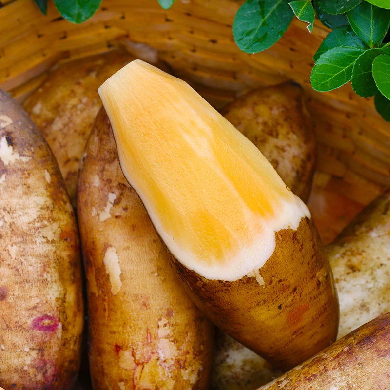 云南高山雪莲果红土地现采雪莲果5斤装包邮坏果包赔L2