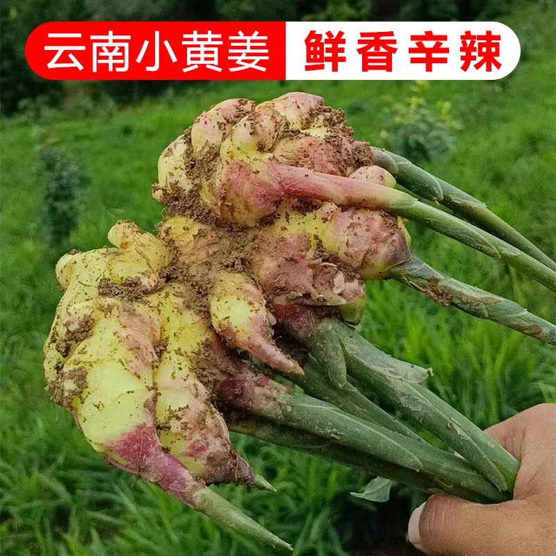 云南高山小黄姜3斤黄姜辛辣鲜嫩包邮