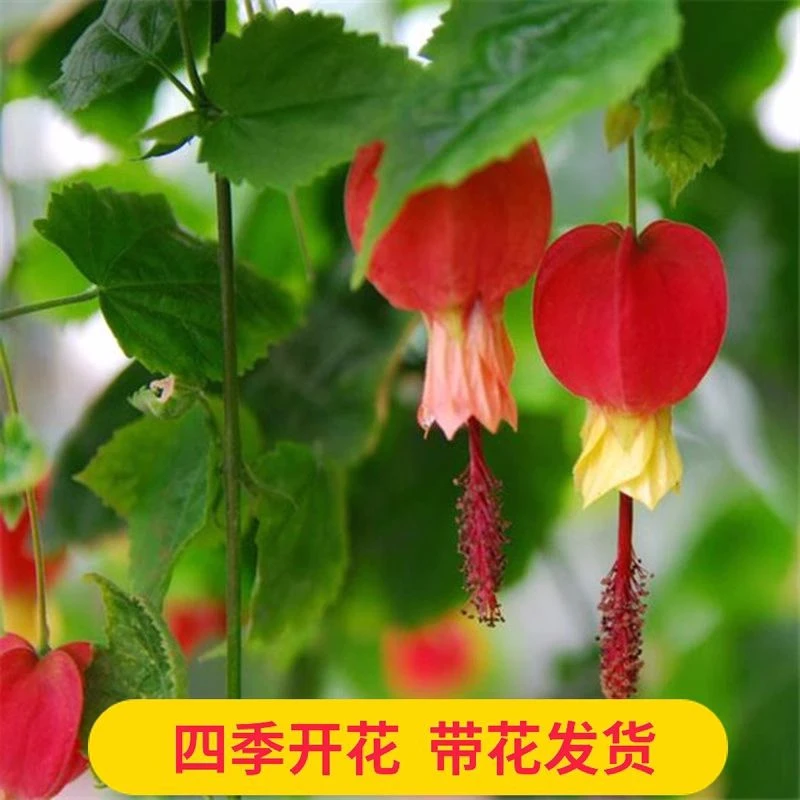 爬藤植物盆栽灯笼花苗蔓性风铃花四季开花花卉观花植物庭院种植