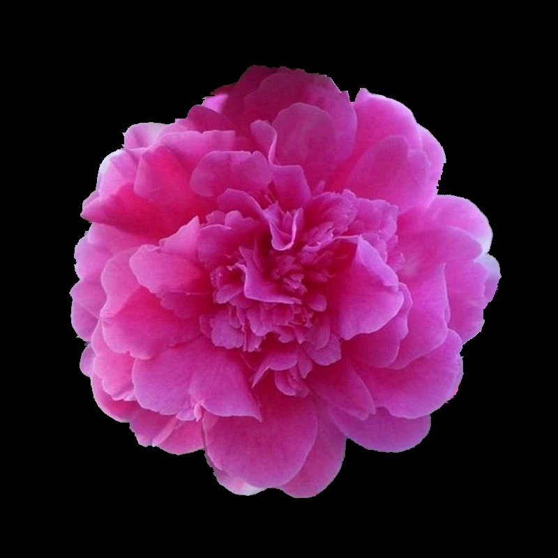 黛比茶花名贵品种进口云杂怒杂品种阳台客厅绿植花卉福建龙岩正品