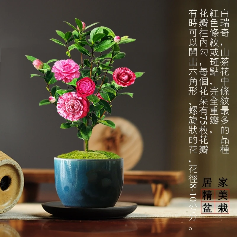 白瑞奇茶花盆栽树苗白色红色条纹斑点重瓣型名贵品种花园好养植物