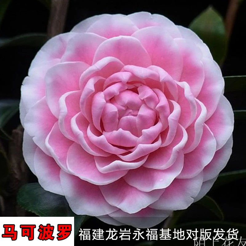 马可波罗龙岩永福进口名贵稀有品种茶花阳台盆栽庭院高档耐寒绿植