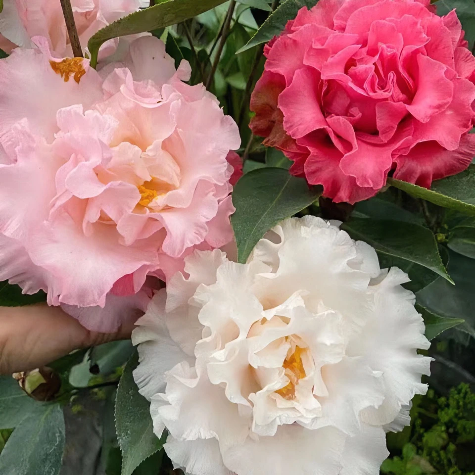 精品热销依莲贝蒂盆栽茶花树苗室内庭院阳台四季绿植净化空气包邮