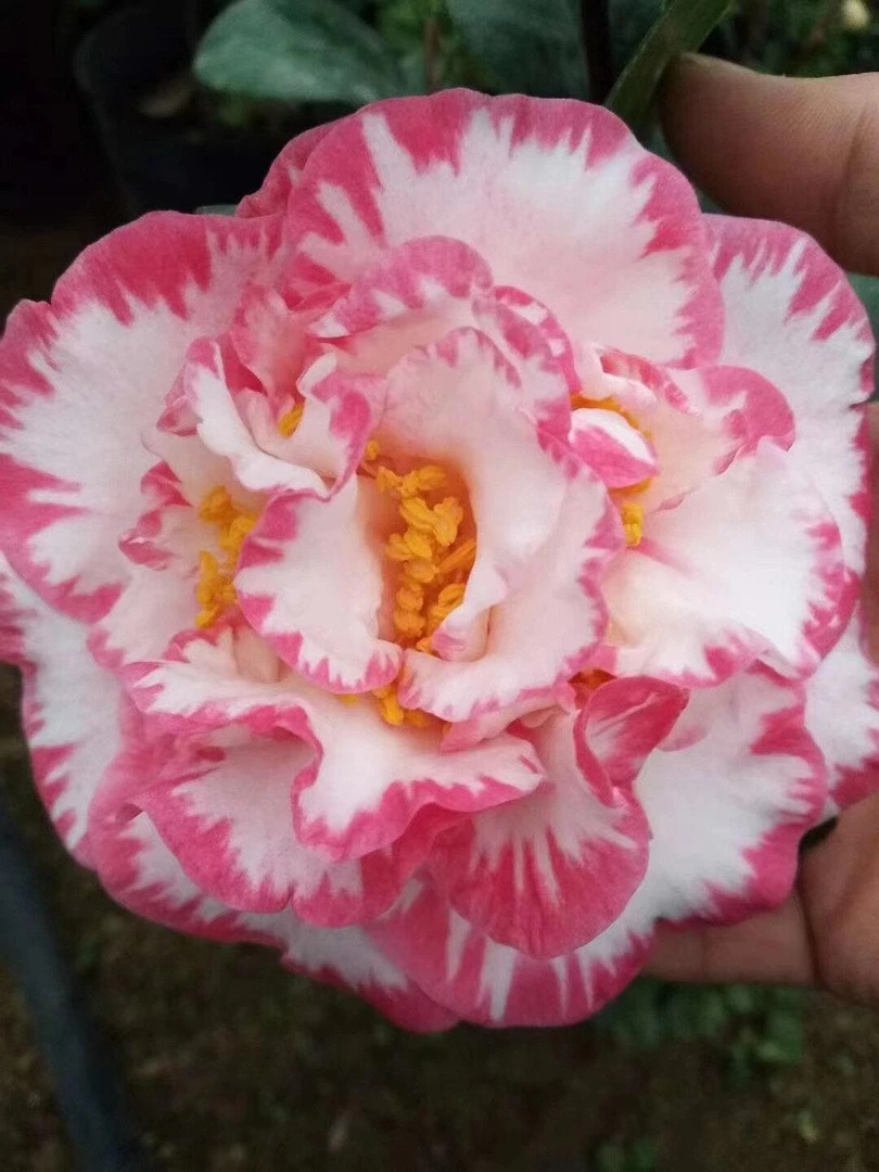 宽彩带女皇二号稀有名贵品种山茶花老桩花卉盆栽阳台花园好养树苗