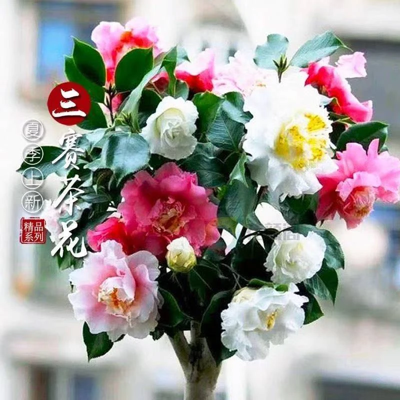 精选三赛四赛茶花花卉盆栽一树多色混合粉色大花型绿植盆景好养