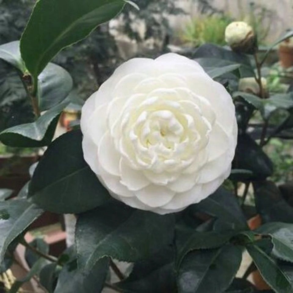 白锦辉绿植盆栽山茶花苗卷瓣白花观花观叶山茶花苗叶艺茶花苗