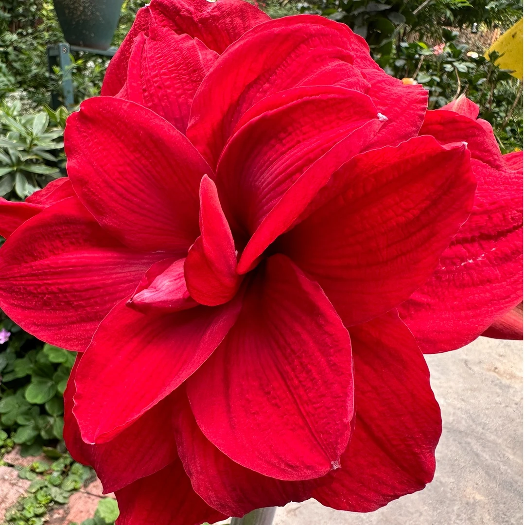 「安陌」 荷兰进口朱顶红  多年生种球 重瓣  实际偏小