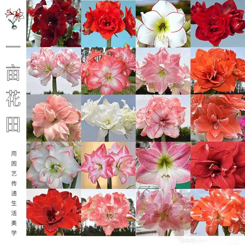 荷兰秘鲁进口球「福利合集」