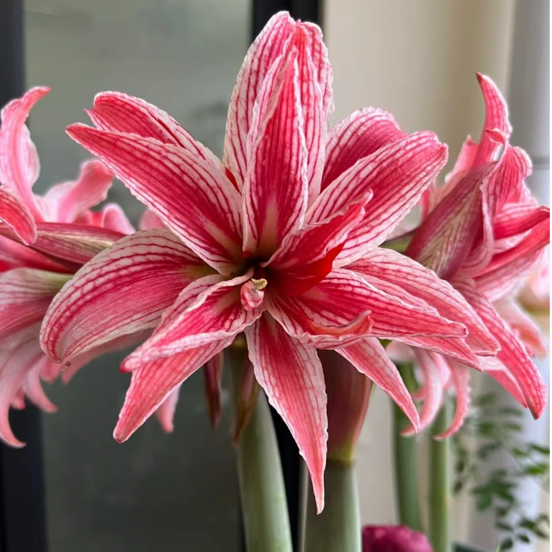 「多福莱特」进口球 重瓣  荷兰进口朱顶红球根