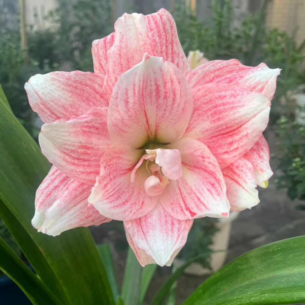 「蒂卡粉黛」秘鲁纯进口朱顶红种球 实际偏小、