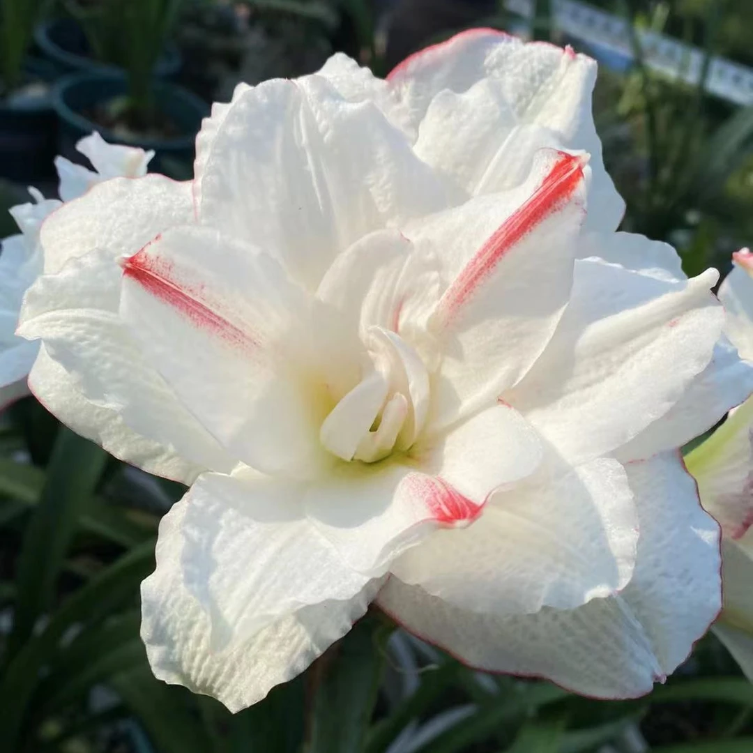 「星系」基地球苗 重瓣 国内自育 朱顶红种球